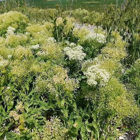 4 Person In Aeroskobing-by Traum Nyaraló *